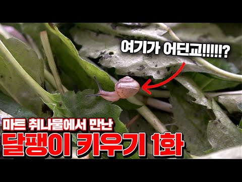 마트 야채에서 나온 <strong>달팽이</strong> <strong>키우기</strong> 1화 (운명적인 만남) [꾹TV]