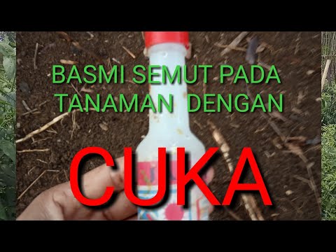 Video: Bolehkah cuka membunuh semut?