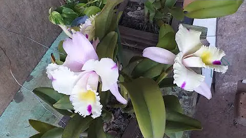 Pode colocar cinza nas orquídeas?