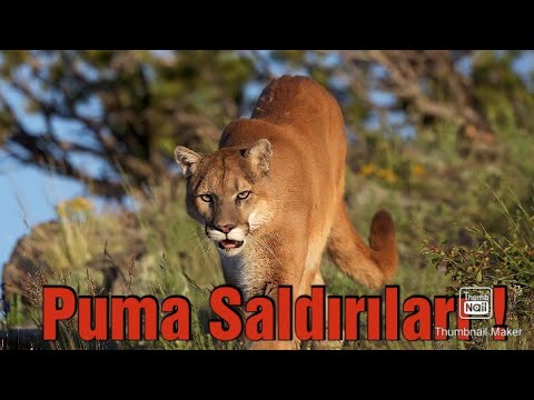 Vahşi Doğa'da Puma Saldırıları ..!!