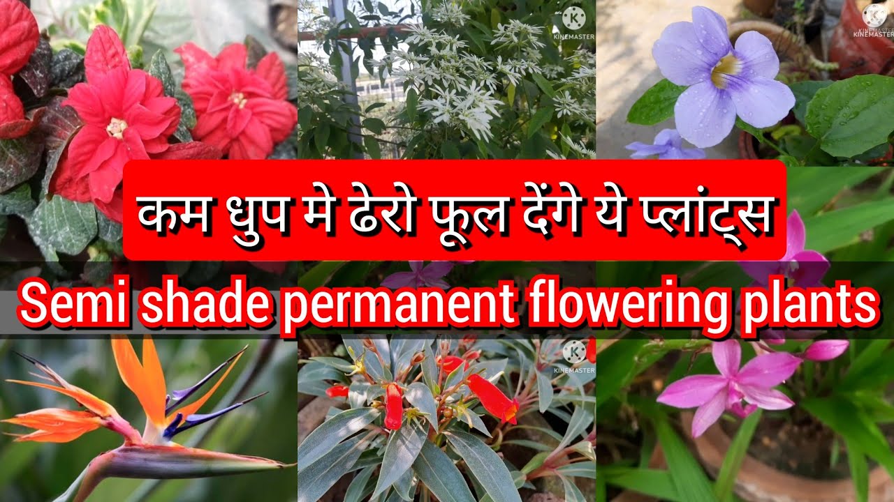 semi-shade-permanent-flowering