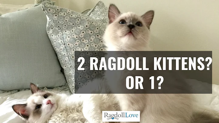 What You Need to Know About Owning 2 Ragdoll Kittens! - DayDayNews