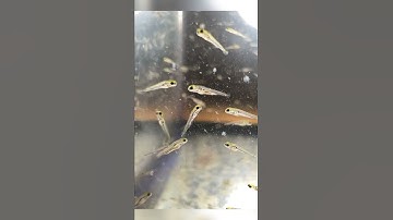 Two-day old TINY baby goldfish