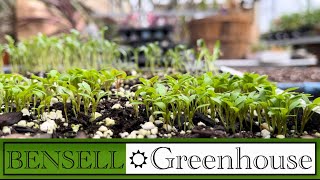 Seed Starting For The Homeowner Pt.1