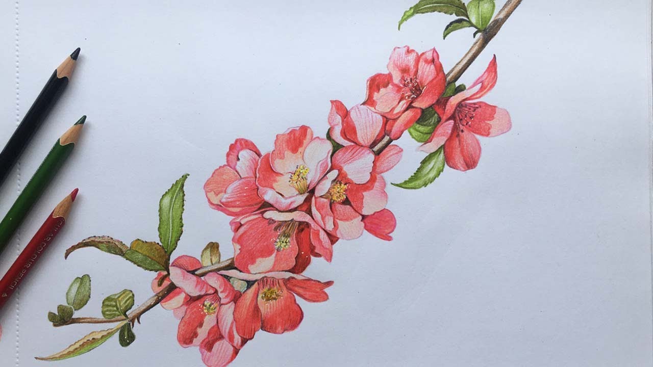 50 Beautiful Color Pencil Drawings from top artists around the world  Read  full article httpwebneelc  Colorful drawings Flower drawing Color  pencil sketch