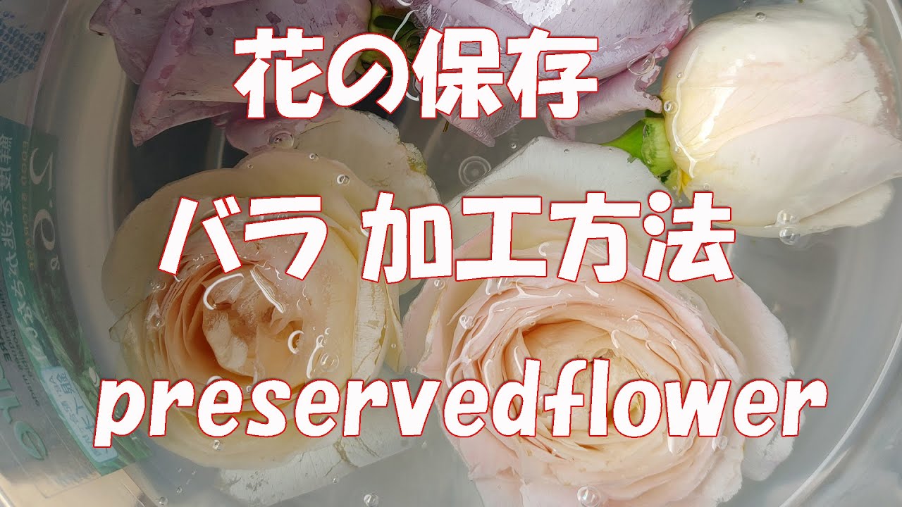 花保存 自分で作るプリザーブドフラワー Preserved Flowers Made By Yourself Youtube