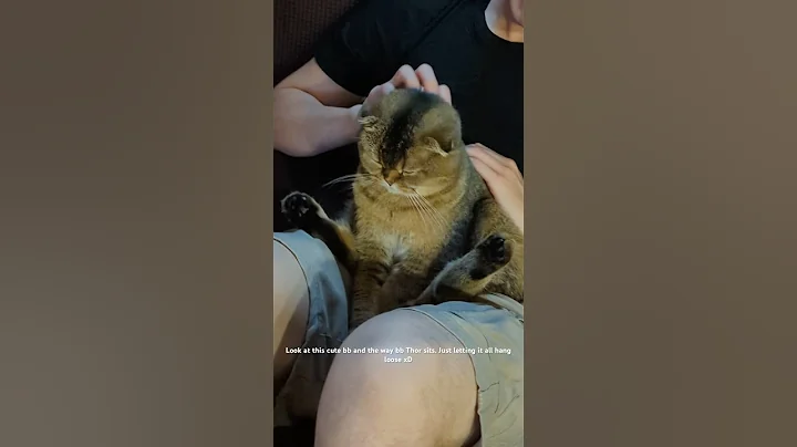 Video 7110551: britishshorthair scottishfold kittens cat, scottishfold cat kitten cute, cat funny scottishfold kitten, britishshorthair baby cat