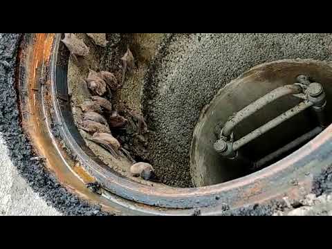 Die Tunnelfledermäuse von Spreitenbach - Video von Raymond Witter