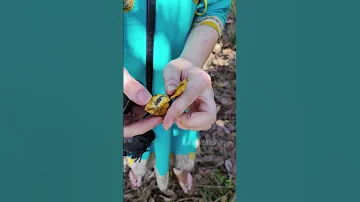 А вы видели из чего делают пальмовое масло Как выглядит масличная пальма #индия #экзотика #фрукты