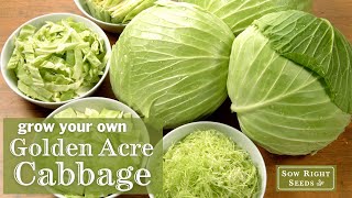 Sow Right Seeds | Grow Golden Acre Cabbage from Seed