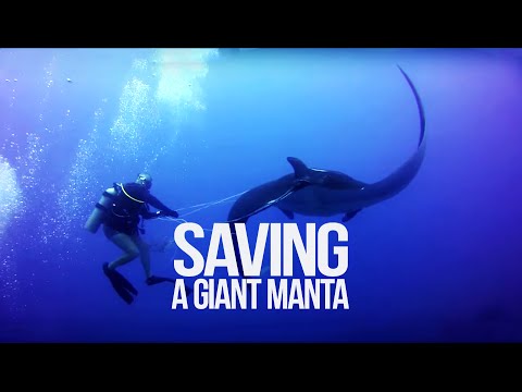 Tangled Manta Ray asks for diver&#039;s help - Ghost Fishing - Costa Rica