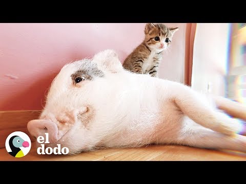 Video: ¿Por qué los cerdos hacen maravillosas mascotas?