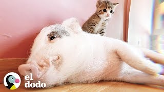 Cerdo criado por gatos piensa que es uno de ellos | El Dodo