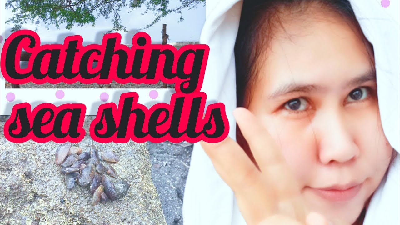 Catching sea shells #Family bonding #seashore #sea shells #Banwalan ...