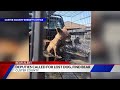 Malnourished baby bear found on Highway in Custer County