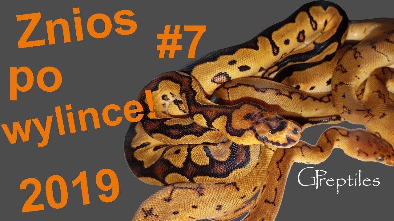 królewskie piwo Yellowbelly w Clownie robi robotę! Znios regiusów #7 w 2019!