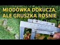 Miodwka dokucza ale gruszka ronie  dariusz ziarko