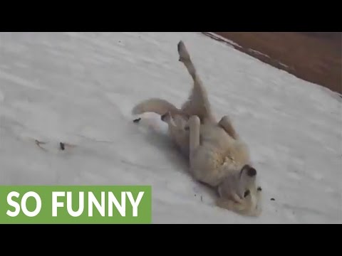 Dog repeatedly slides down icy hill