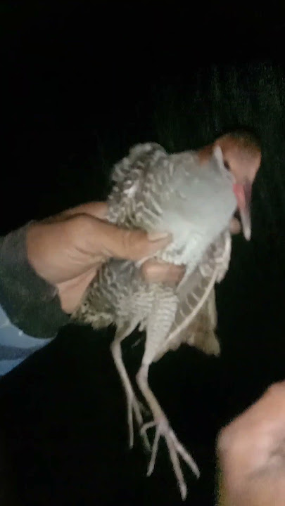 Menjaring burung sintar Beker seruuu