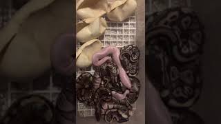 Famous All the babies are out! Super Mojave bel! (Shorts) Net Worth