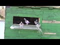 Спортивні голуби після атаки яструба
