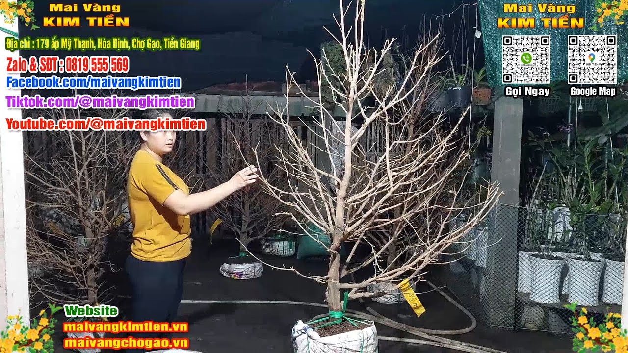 Mai Vàng Nhiều Nụ Đón Tết Bao Ship Toàn Quốc Giá Rẻ - Mai Vàng Kim Tiền Chợ Gạo