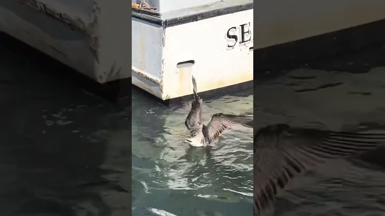 Seals on the Cape 🦭🌊