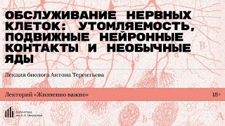 «Обслуживание нервных клеток: утомляемость, подвижные нейронные контакты и необычные яды»
