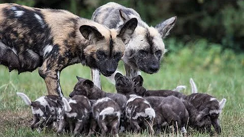 Wild Dogs | National Geographic Wild Documentary [Full HD 1080p]