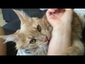 Мейнкун.Фаррел созрел как мужчина)mainecoon