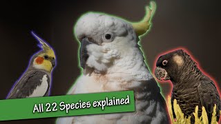 All Cockatoo Species Explained!! (A Cockatoo Documentary)