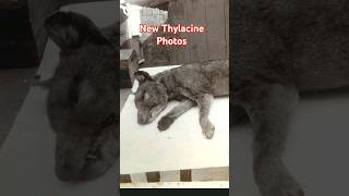 New Thylacine / Tasmanian Tiger Photos 😯👍