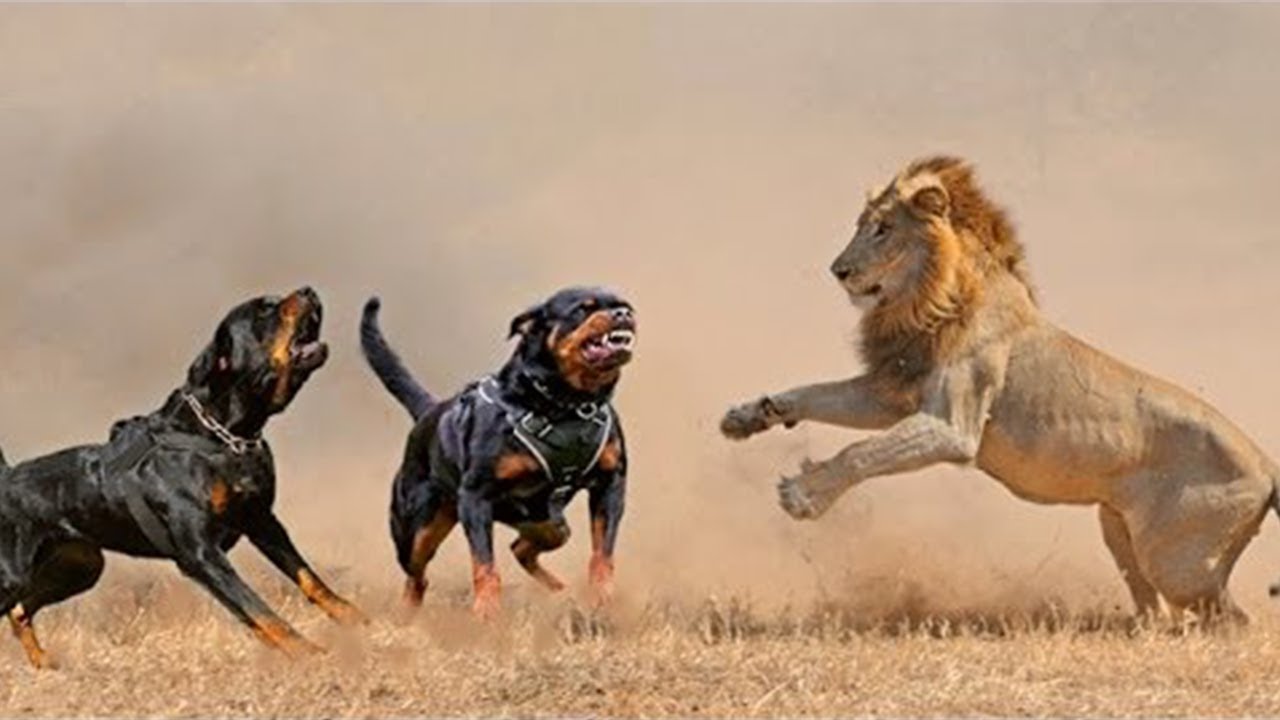 Only These Dog Breeds Can Beat A Lions Strongest Dog Breeds That Can only-these-dog-breeds-can-beat-a-lions-strongest-dog-breeds-that-can