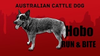 Australian cattle dog Hobo - Run and Bite by Hobo [Australian Cattle Dog] 1,079 views 8 years ago 1 minute, 20 seconds