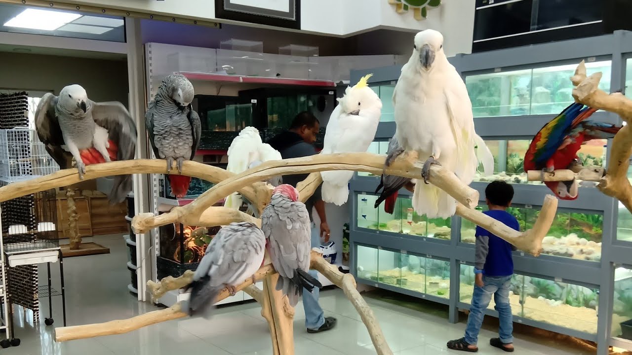 DUBAI BIRDS AND PETS MARKET - YouTube