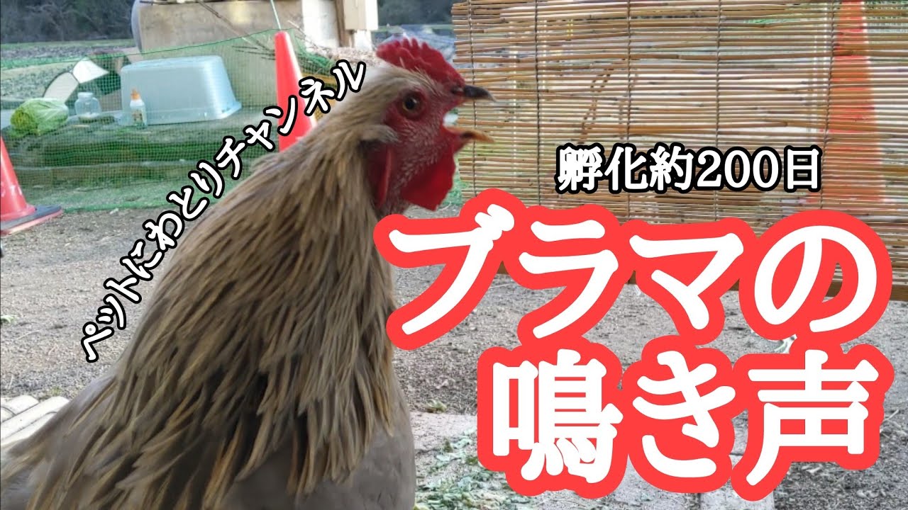世界最大級の鶏ブラマ 17 孵化約0日 上手に鳴くようになりました Youtube