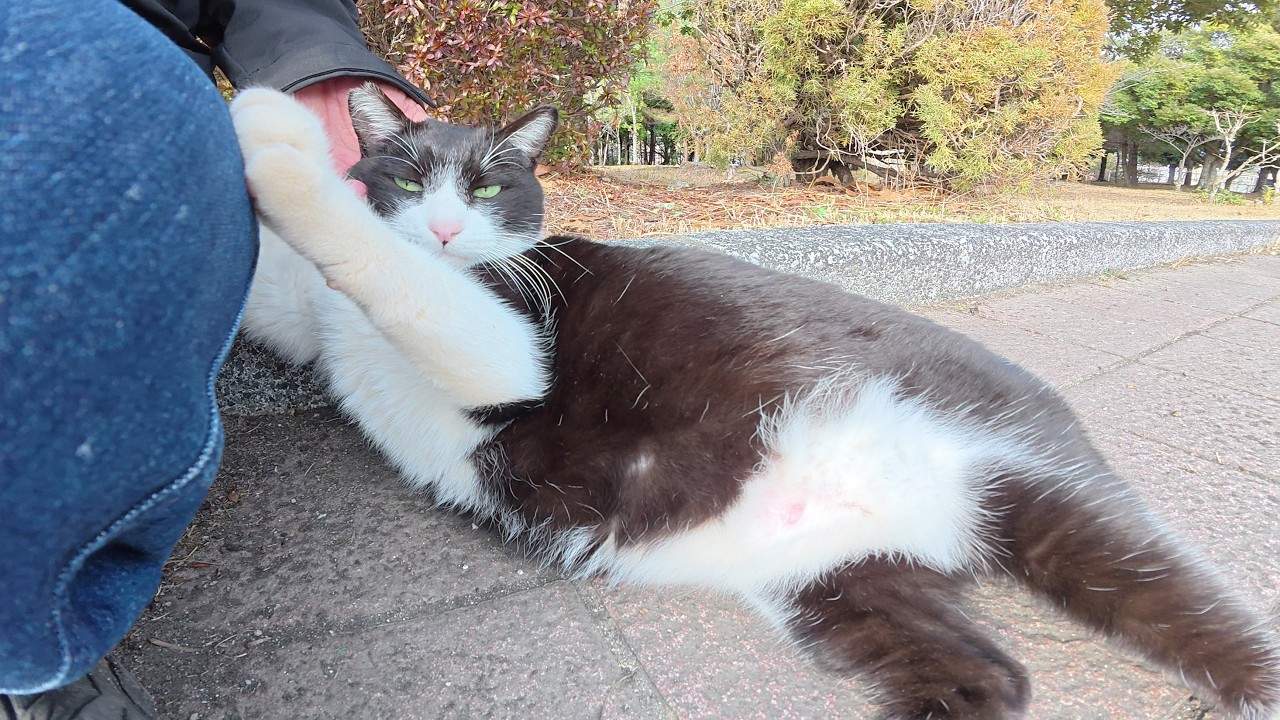 A cat that looks like a panda is leaning against a human, relaxing