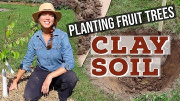 Planting a Fruit Tree in Clay Soil: Tricks & Tips