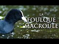 La foulque macroule  la chronique du vivant