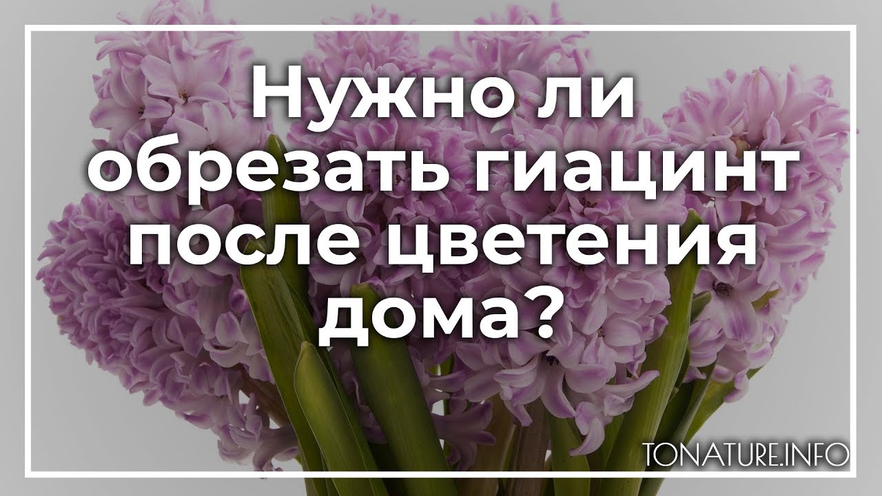 Гиацинт после отцветания что делать. Гиацинт обрезка после цветения. Обрезка отцветших гиацинтов. Гиацинт обрезать гиацинт после цветения. Надо ли обрезать отцветший гиацинт.