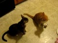 Mother versus son cat fight