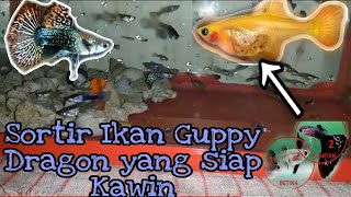 Cara Sortir Ikan Guppy Dragen | Yang Siap Kawin