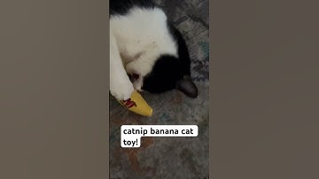 banana catnip toy!!#cute #cat toys #lyrics #spedup #musica #speedup #xd