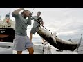 Cobia fishing like youve never seen before