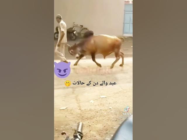 bull hit a old man 😞 chacha ko ura diya bachray ne #shorts #animals