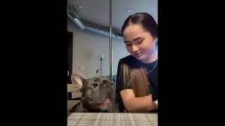 Funniest Dogs and Cats p13🐶😻Funny animals - Funny cats/dogs - Funny animal videos #pets #funnyvideo