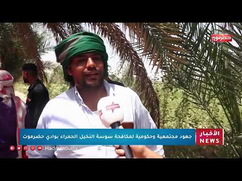جهود مجتمعية وحكومية لمكافحة سوسة النخيل الحمراء بوادي حضرموت