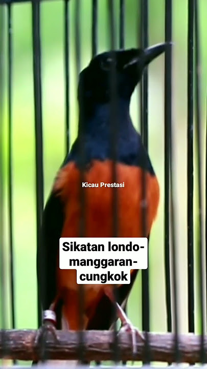 murai batu isian sikatan londo manggaran cungkok #kicauprestasi