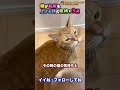 猫がお尻を上げるときの気持ち3選 #Shorts