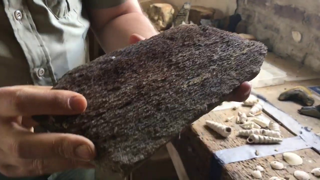 Finding Fossils YouTube